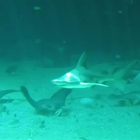 Le Petit Cosy * Boulogne-sur-Mer